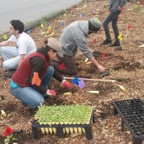 Staff Volunteer Day with the West Cliff Ecosystem Restoration Group